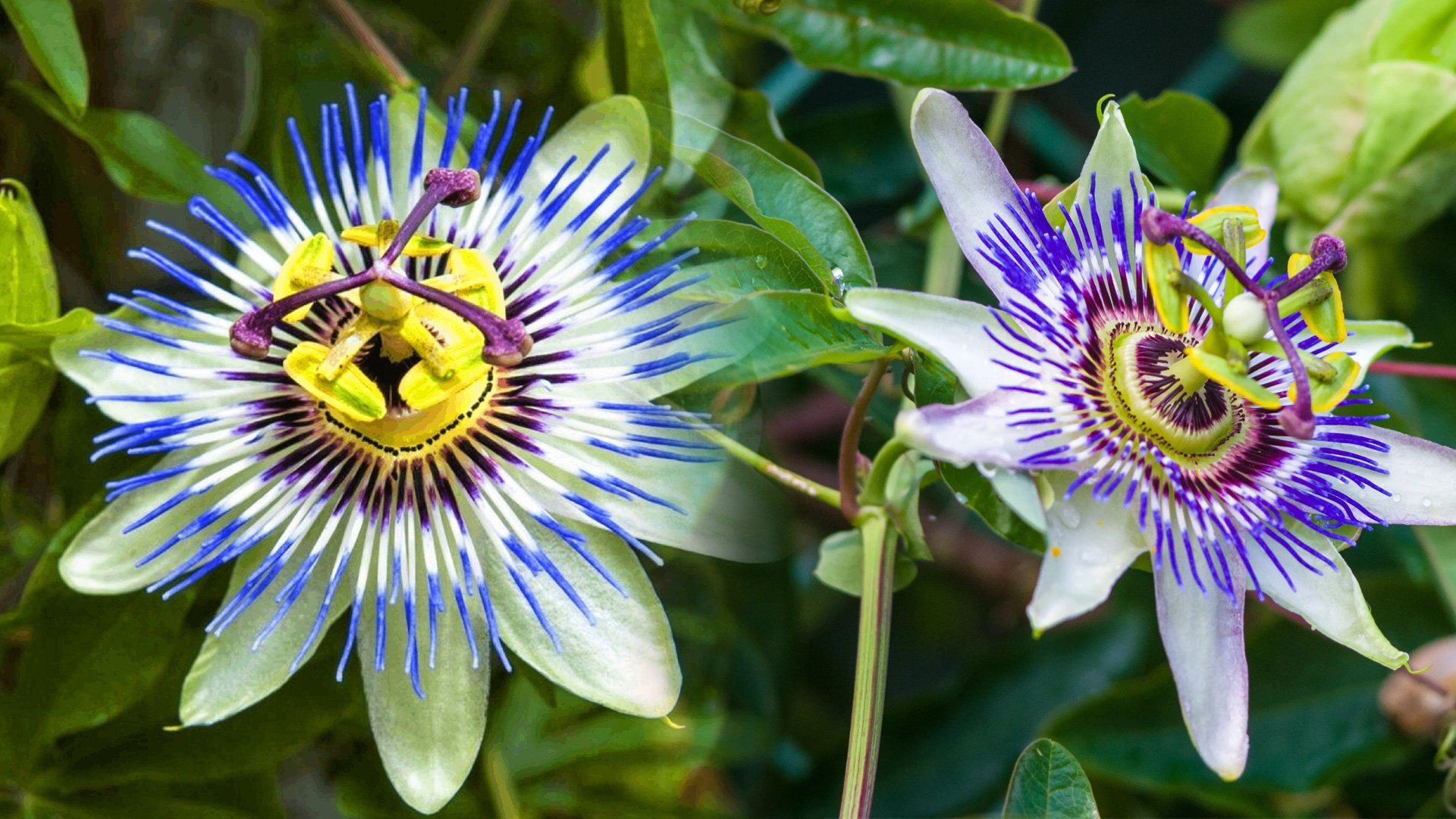 Męczennica błękitna (Passiflora caerulea) – uprawa i pielęgnacja