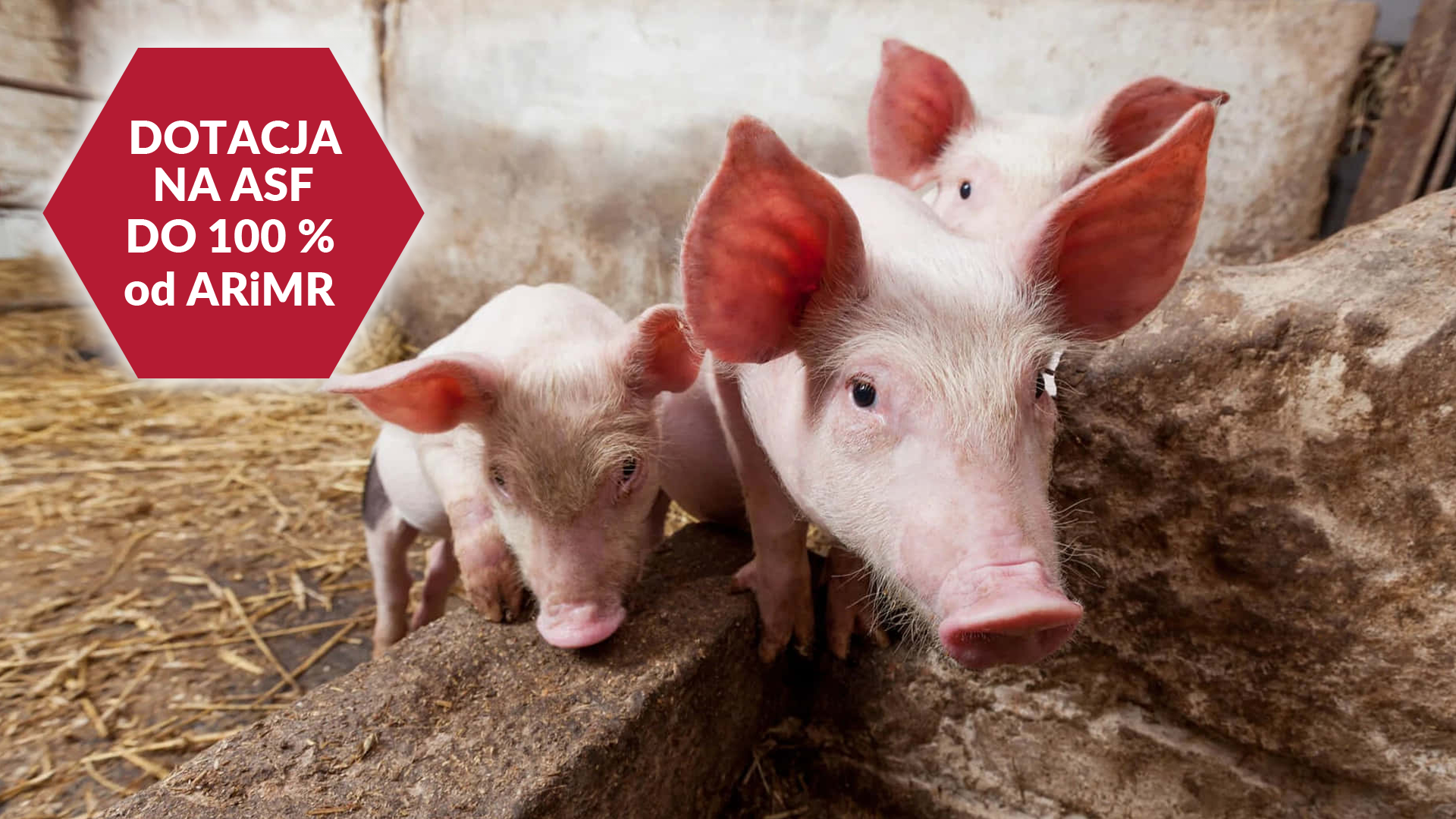  Bezzwrotna dotacja dla rolników – 100% zwrot kosztów bioasekuracji ASF w 2025
