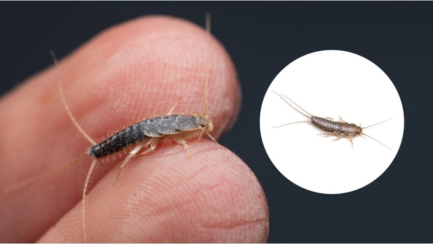 Rybiki cukrowe w domu – jak się ich skutecznie pozbyć?