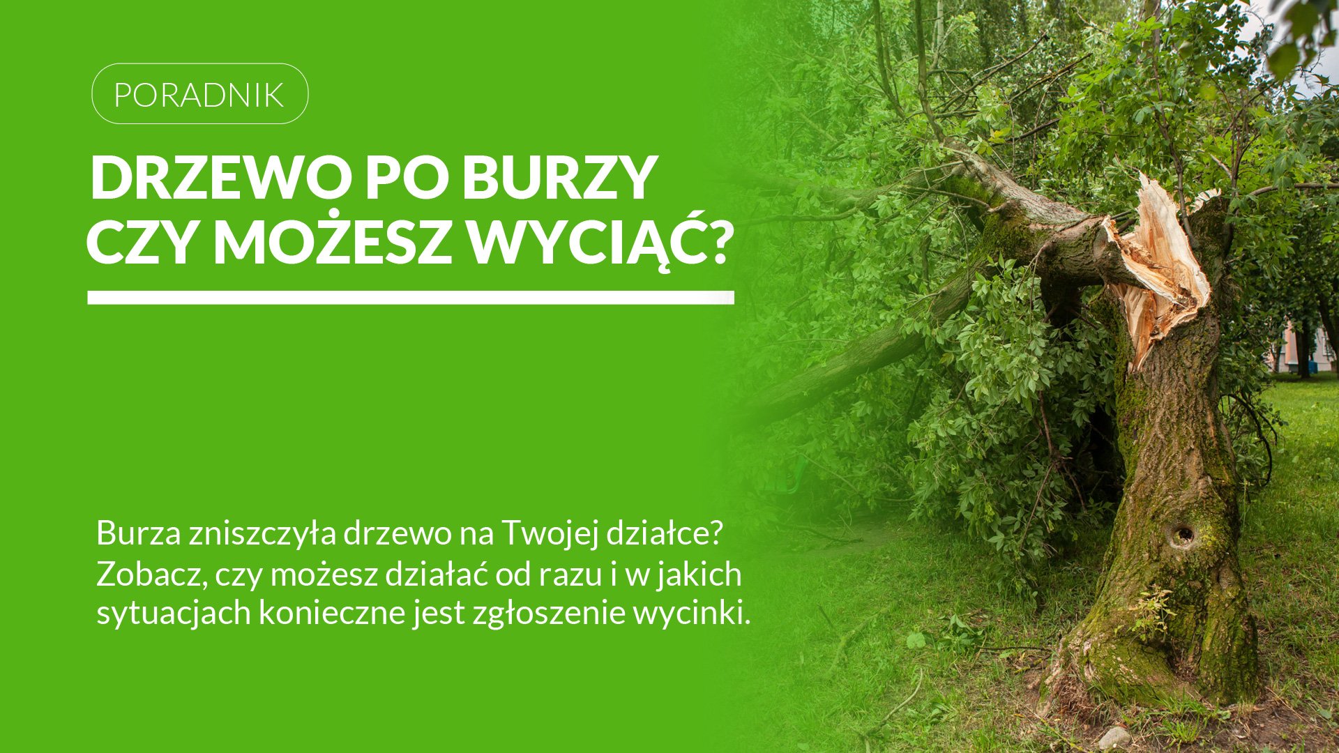 Drzewo po burzy – wycinka bez zgłoszenia 2026