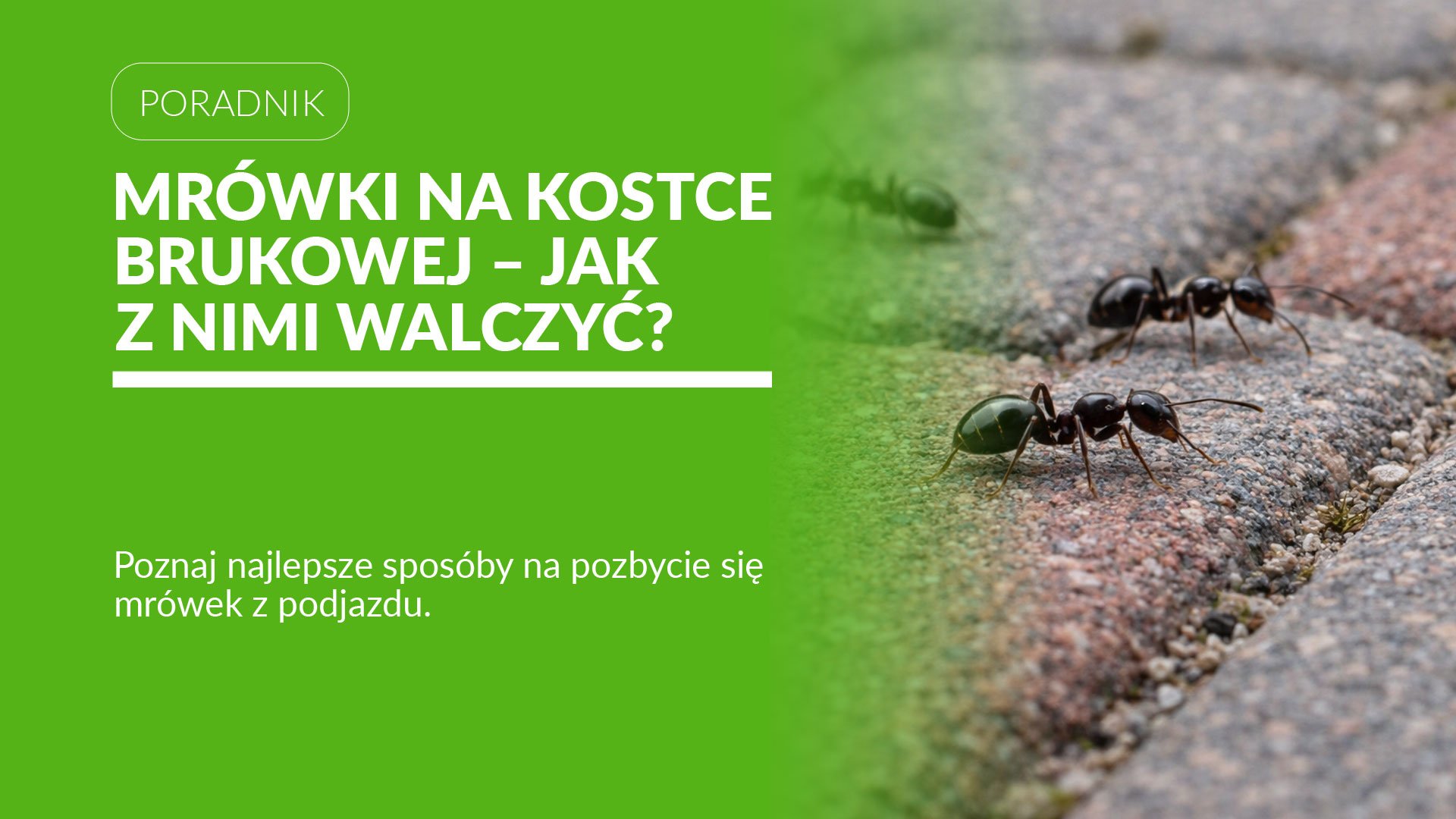 Mrówki na kostce brukowej. Jak się ich pozbyć?