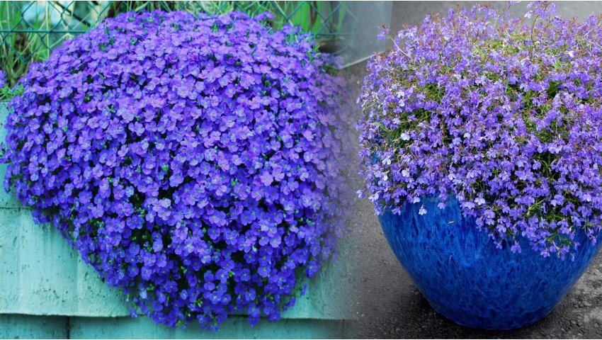 Żagwin ogrodowy Royal Blue – uprawa i pielęgnacja