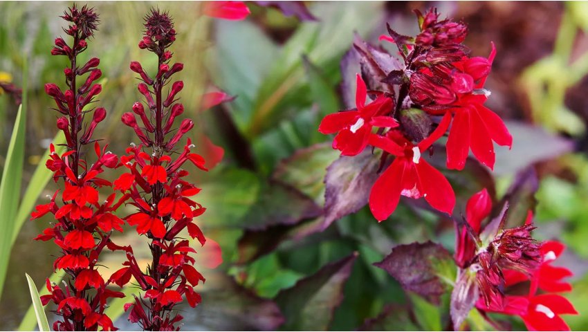 Lobelia lśniąca Queen Victoria – uprawa i pielęgnacja