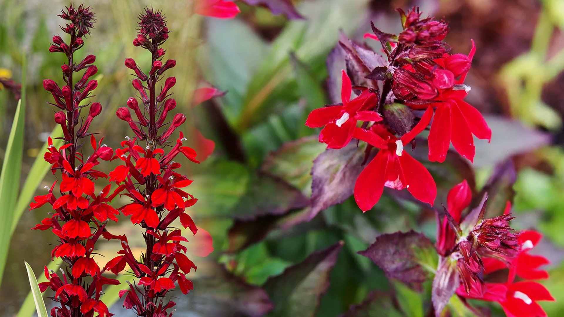 Lobelia lśniąca Queen Victoria – uprawa i pielęgnacja