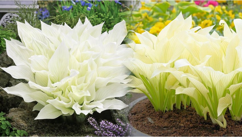 Hosta – Funkia White Feather uprawa i pielęgnacja