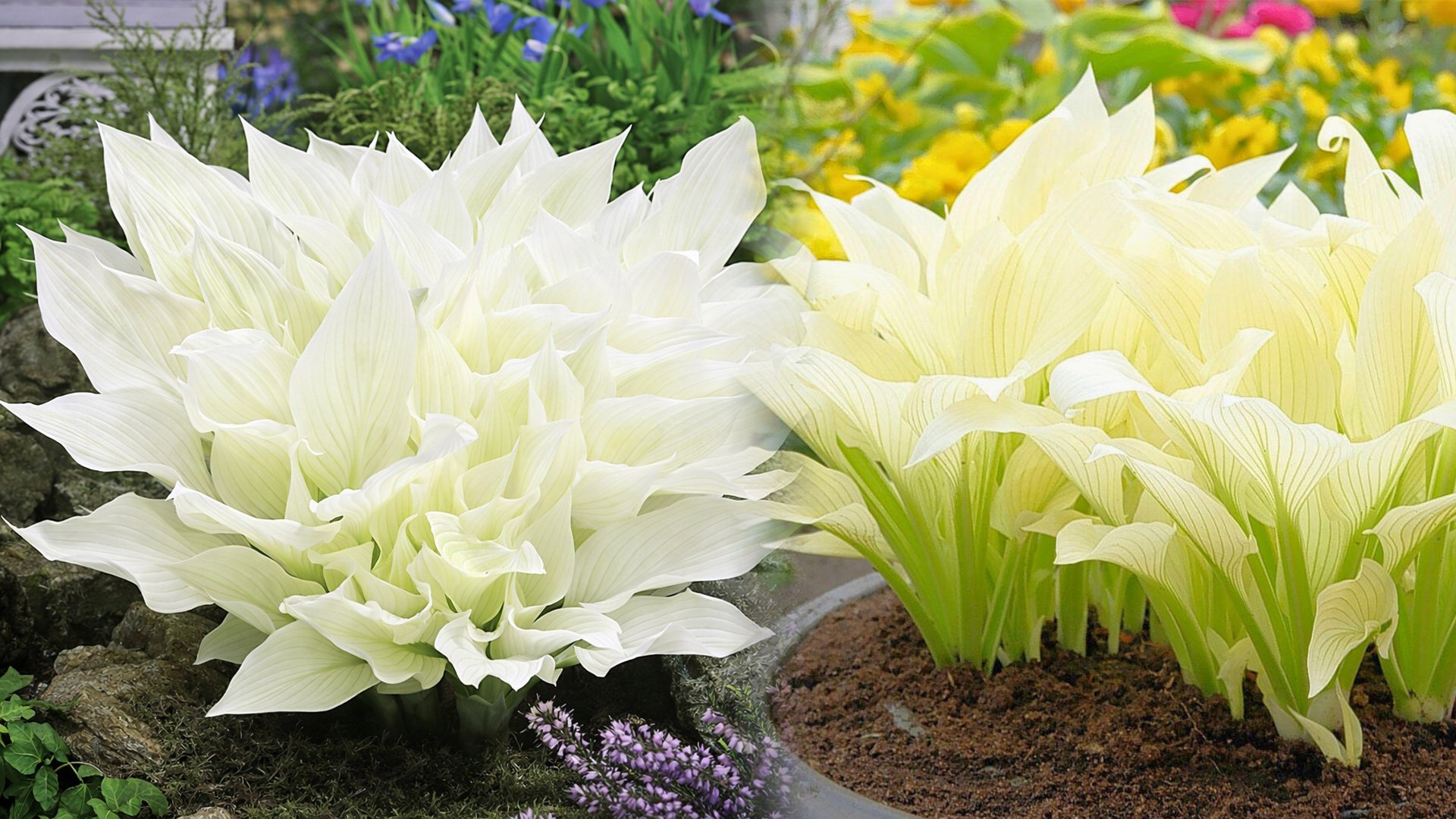 Hosta – Funkia White Feather uprawa i pielęgnacja