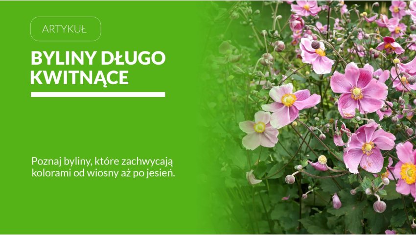 Byliny długo kwitnące – 20 najlepszych odmian do ogrodu 