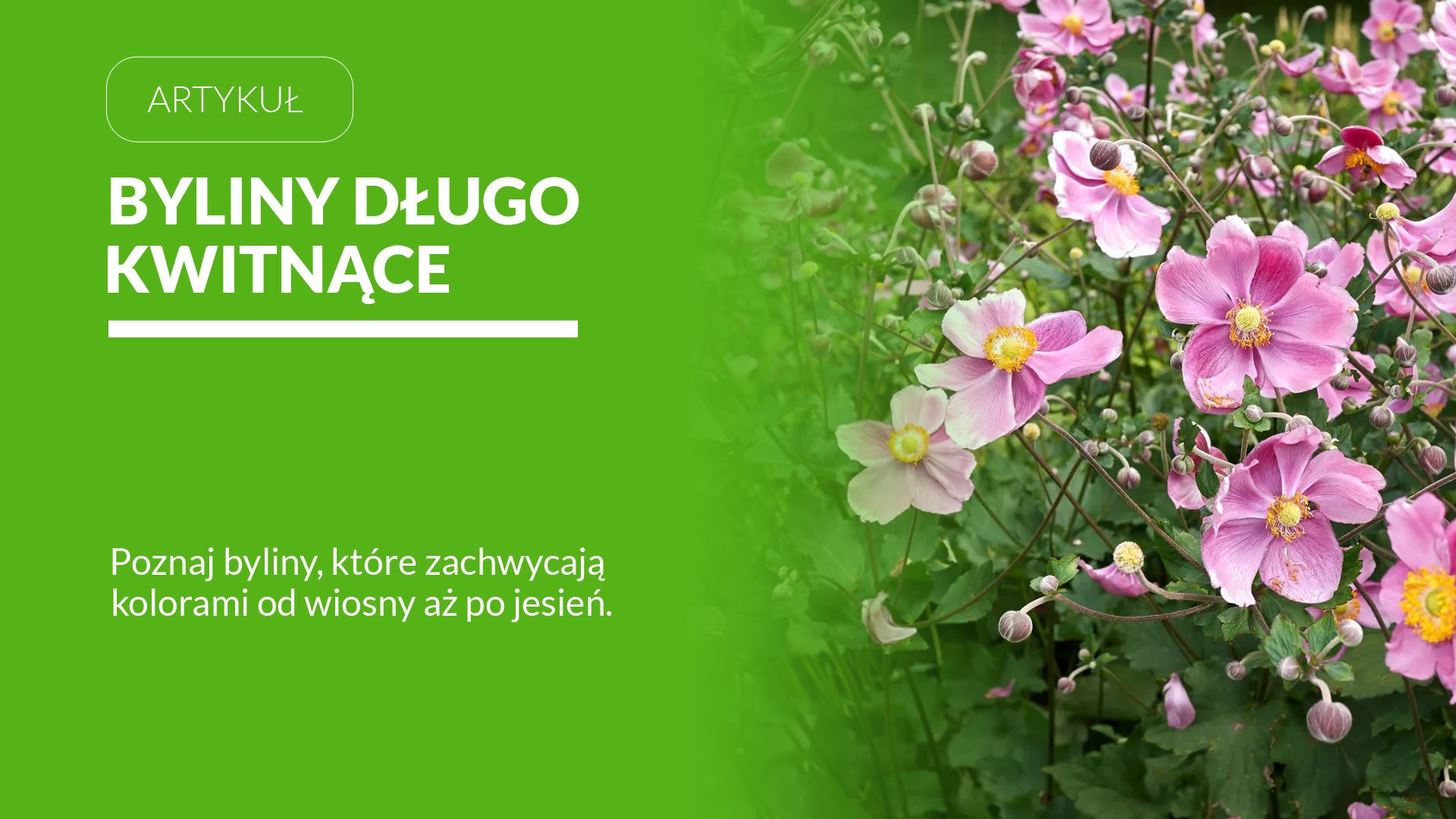 Byliny długo kwitnące – 20 najlepszych odmian do ogrodu 