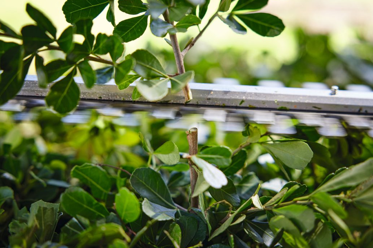 Komfort i precyzja cięcia nożycami STIHL HSA 40