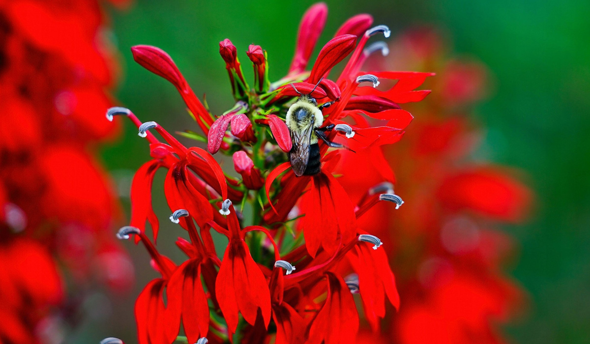 Lobelia lśniąca Queen Victoria