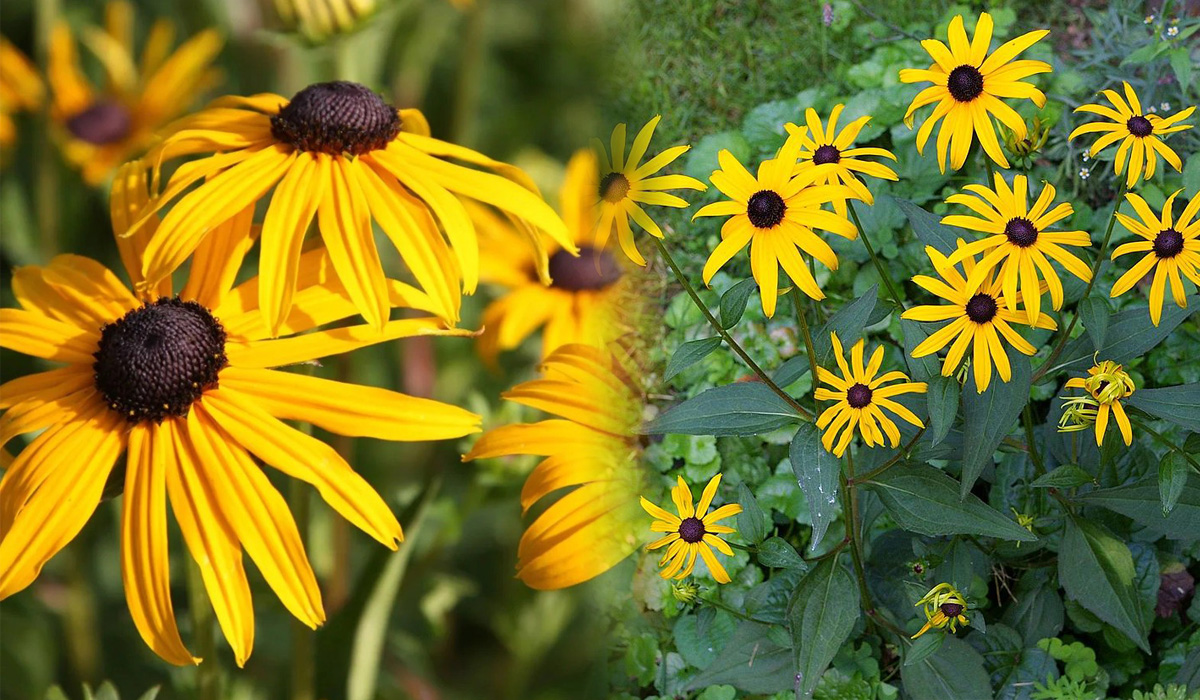 Rudbekia