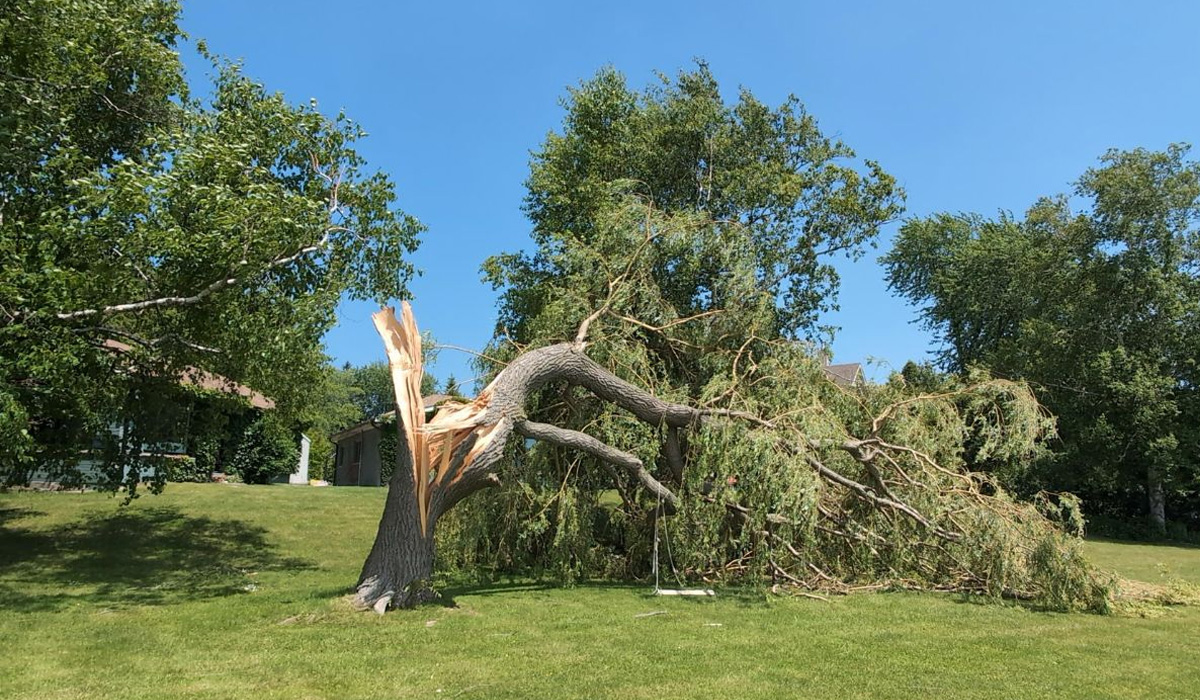 drzewo po burzy na działce