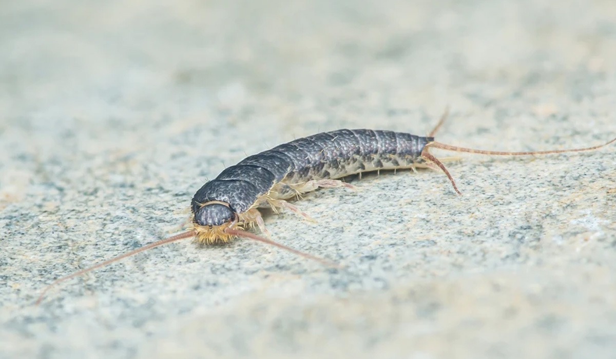 Rybik cukrowy z bliska 