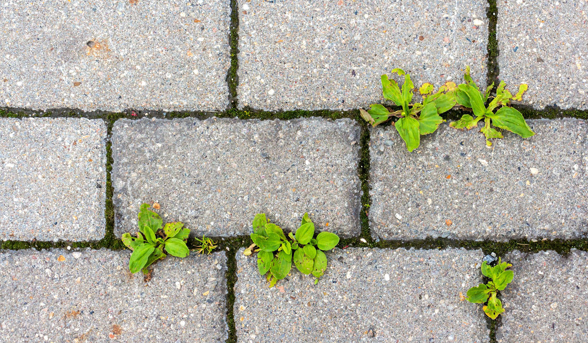 mech na kostce brukowej